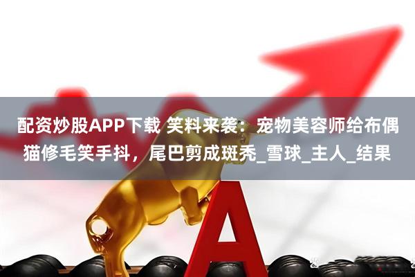 配资炒股APP下载 笑料来袭：宠物美容师给布偶猫修毛笑手抖，尾巴剪成斑秃_雪球_主人_结果